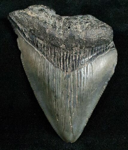 Bargain Fossil Megalodon Tooth #12016